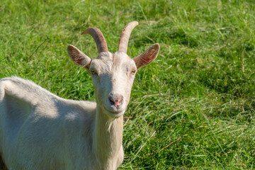 Eine Ziege auf einer grünen Viehweise (Gras) blickt neugierig in die Kamera