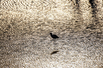 Silhouette a Black-winged stilt walking in the water with shadow reflection at golden sunrise. Grain water texture photo and film style.