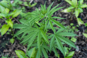 Young wild hemp plant grows naturally. Marijuana grows young from soil from seeds for medicines. Small cannabis with green leaves close-up. Concept high quality organic oil produce. Selective focus