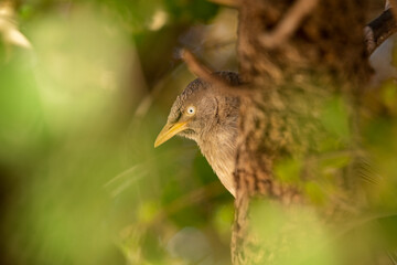 Jungle Babbler Peeking from Leaves