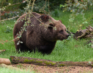 brown bear in the woods