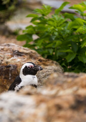Penguin between rocks
