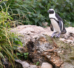 penguin on the rocks