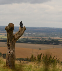 Raven on a tree