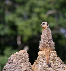 meerkat on the lookout