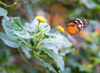 butterfly on flower