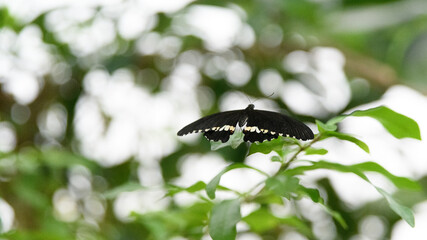 butterfly on leaf