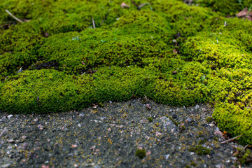 old cracked and weathered broken floor of cement and stone, with grass and moss growing.