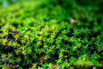 Close-up of freshness green moss growing covered on stone floor with water drops in the sunlight, selective focus