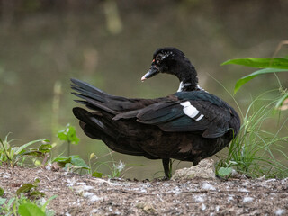 A duck looking for food close to a pond
