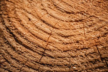 Wood texture of cutted tree trunk, close-up