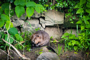 08.06.2020, GER, Bayern, Passau: Biber (Castor fiber) putzt sich am Ufer des Flusses Ilz
