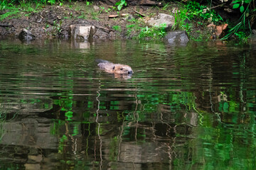 08.06.2020, GER, Bayern, Passau: Biber (Castor fiber) schwimmt im Fluss Ilz
