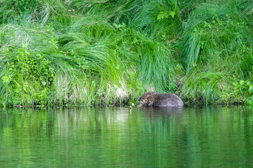 03.07.2020, GER, Bayern, Passau: Biber (Castor fiber) am Fluss Ilz sammelt Material für seine Burg
