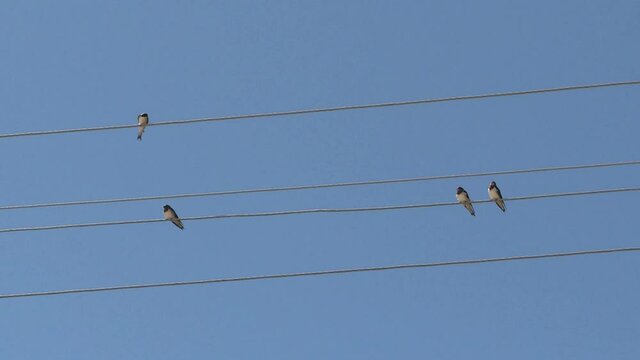 A group of birds on the background of the blue sky, resting on electric wires. Bird migration