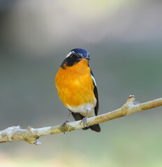 Bird Mugimaki Flycatcher on a Branch