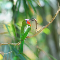 Red-bearded Bee-eater on the branch with food in mouth to feed its chicks in the hole nest, Nyctyornis amictus, bird