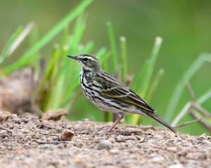beautiful immature Red-throated Pipit (Anthus cervinus) on ground