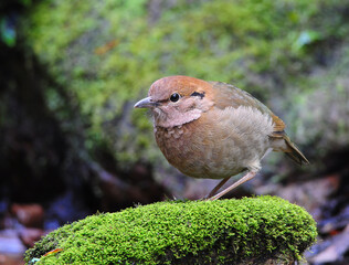 bird Rusty-naped Pitta standing on a rock in the forest