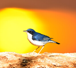 Bird Siberian Blue Robin on a branch, in nature, in Thailand
