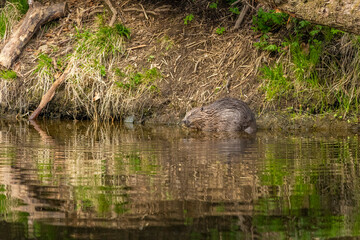 21.04.2020, GER, Bayern, Passau: Biber (Castor fiber) am Fluss Ilz