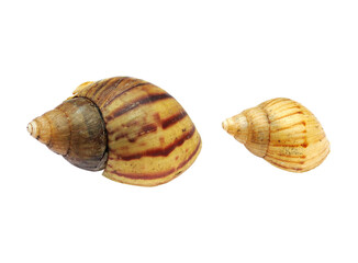 Two shells isolated on white background 