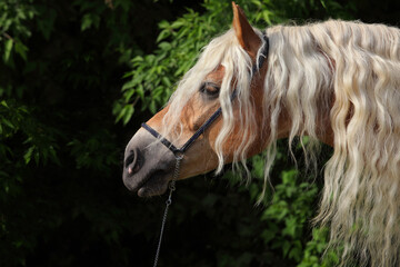 Sorrel long haired pony portrait in nature background