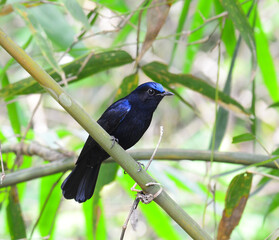 Colorful blue bird, male White-tailed Robin, standing on the bamboo branch, back profile
