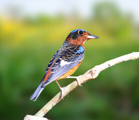 White-throated Rock Thrush on a branch