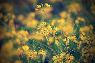 Soft-focus Beautiful Yellow flowers vintage style