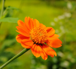 Colorful Zinnia flowers in the garden. Top view
