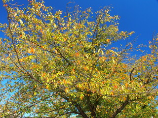 Fototapeta premium 黄葉の桜の木と青空