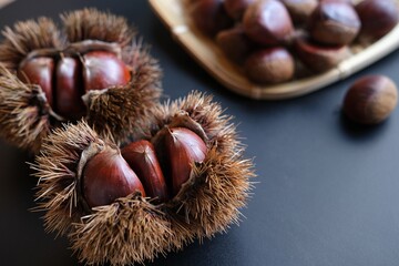 いがぐりと栗の実