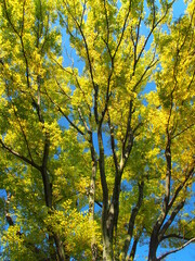 Fototapeta premium 秋の公園の欅と青空