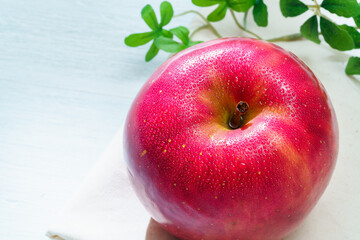 りんご (サンつがる)