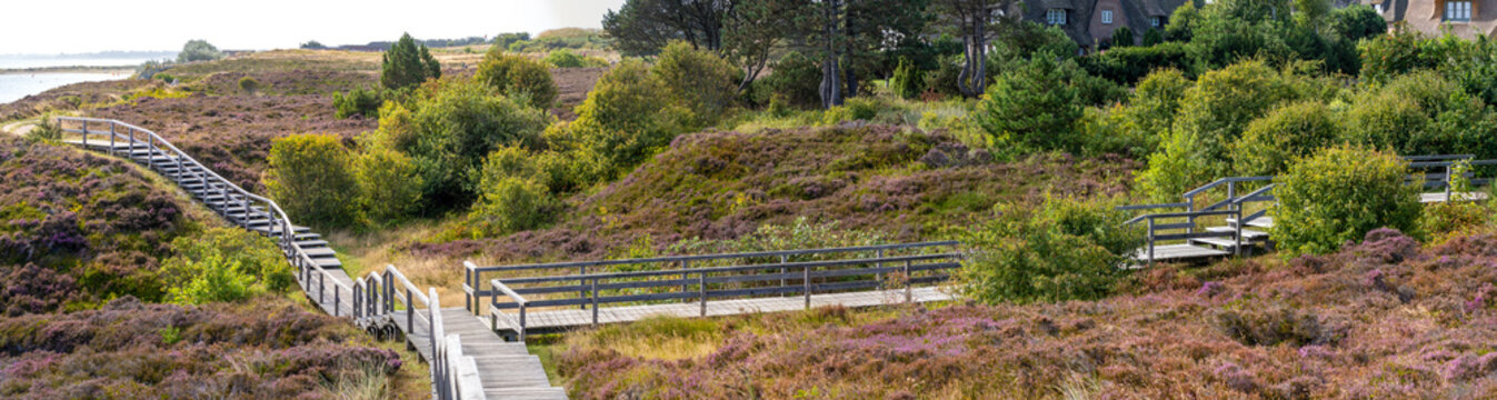Wooden pathway through a heather landscape near Braderup on the island Sylt.