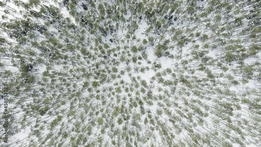 Wall mural Drone shot flying on winter forest, aerial top-down view. Slow flight in forest on winter season. 
