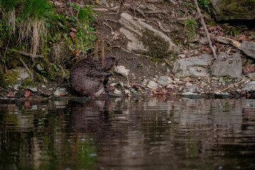 27.04.2021, GER, Bayern, Passau: Biber (Castor fiber) Muttertier wäscht sich am Ufer des Flusses Ilz.