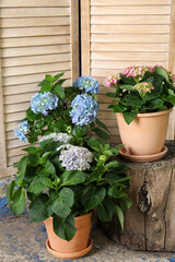 Fototapeta na wymiar Beautiful blooming hortensia plants in pots outdoors