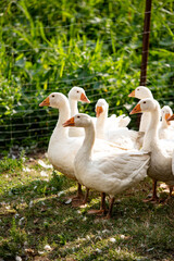 A flock of geese on a paddock in the grass outside 