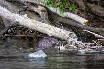 10.05.2021, GER, Bayern, Passau: Biber (Castor fiber) am Ufer des Flusses Ilz.