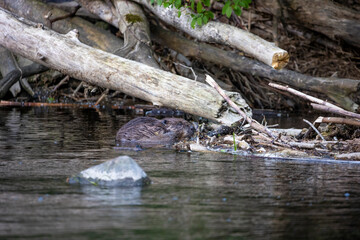10.05.2021, GER, Bayern, Passau: Biber (Castor fiber) am Ufer des Flusses Ilz.
