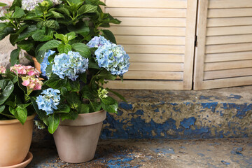 Beautiful blooming hortensia plants in pots outdoors. Space for text