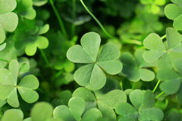 Top view of beautiful green clover leaves, closeup