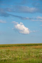 Field with hay bales on a beautiful day against the sky and corn fields 