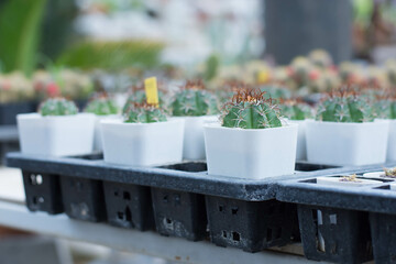 Selective focus Cactus in Plants pot,cactus market,Home Garden Concept.