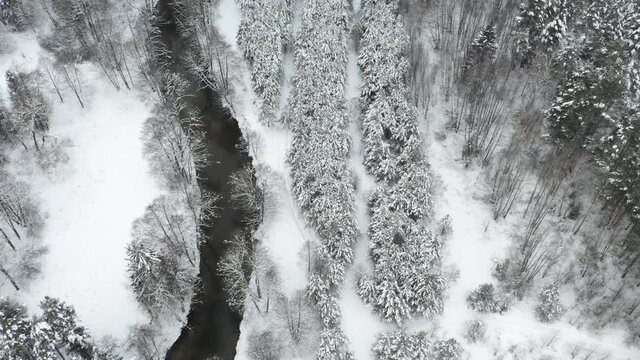 Drone shot flying on forest and river in winter. Frozen trees and river at cloudly winter day.
