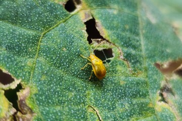 Monolepta is a genus of skeletonizing leaf beetles in the family Chrysomelidae. It is the most...