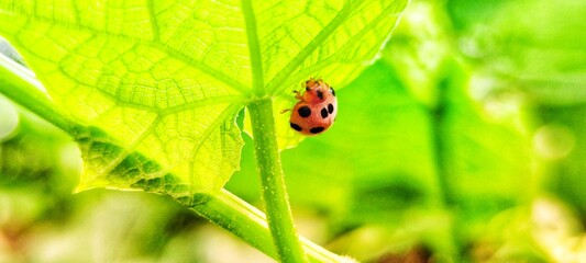 ladybug on green leaf