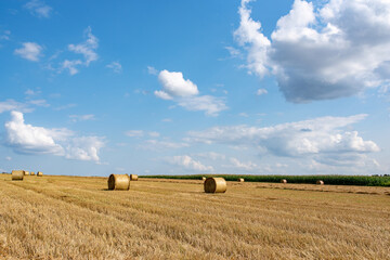 Fototapeta premium Field with hay bales on a beautiful day against the sky and corn fields 
